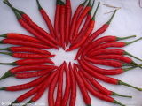 Export Good Quality Fresh Chinese Chilli