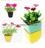 Flower/Plant Pot/Bamboo Fiber/Plant Fiber/Vase/Garden/Promotional Gifts/Home Decoration/Garden Decorations/Natural Bamboo Fiber Biodegradable Pots (ZC-F20016)