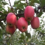 Fresh Apple From Yantai New Crop