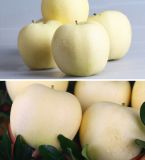 China Golden Delicious Fresh Red Apple