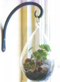 Hanging Glass Egg Shaped for Home Decor