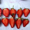 New Crop IQF Frozen Strawberry Fruits