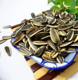 2015 Crop Big Size Sunflower Seeds with Confectionery Grade