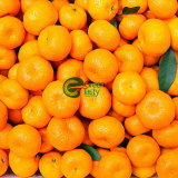 Fresh Nanfeng Baby Mandarin Orange in High Quality