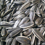 China 5009 Large Black Sunflower Seeds with Confectionery Grade