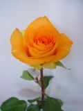 Fresh Cut Flower-Rose (#2080)