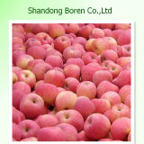 Fresh FUJI Apple 2015 New Shandong FUJI Apple Best Price