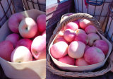 2014 New Crop Red Apples