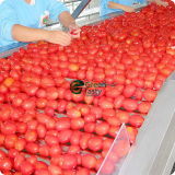 Top Quality and Competitive Price Tomato