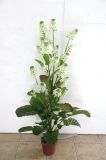 Artificial Plants and Flowers of Cole Flowers Gu-872-27-24white