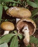 Wild Mushrooms -4
