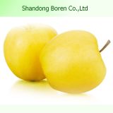 High Quality Fresh Golden Apple From China