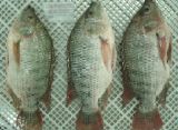 Seafood Frozen IQF Tilapia Fish Tilapia Fillets Tilapia (oreochromis Niloticus)