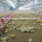 High Quality Automatic Equipment for Broiler Poultry House
