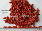 Dried Goji Berries Fruit Distributors