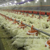 Poultry Equipment for Modern Chicken Farm