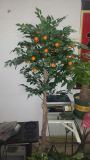 Artificial Plants and Flowers of Orange Tree with 810lvs 24 Fruits