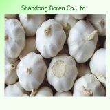 Chinese Normal White and Pure White Garlic