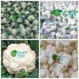 IQF Frozen Cauliflower Floret in High Quality