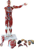 Human Muscle Model Mh02001-D