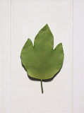 Wall-Mounted Resin Maple-Leaf-Sample for Home Decoration / Hotel Decoration