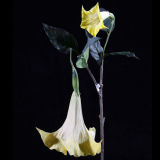 PU Angel Trumpt Flower (AT003-40S)