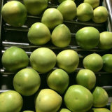 New Crop of Fresh Chinese Pomelo Fruits