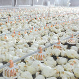 Full Set High Quality Poultry Farm Equipment for Chicken