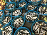 Light Catch Sardine Fish for Tuna Bait (Sardinella aurita)
