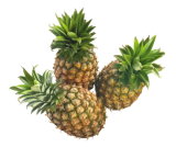 New Season High Quality Fresh Fruits Pineapple