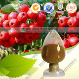 Pure Natural Hawthorne Berry Extract Hawthorn Fruit P. E.