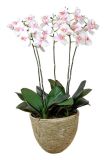 Artificial Flowers of Orchid 105cm Gu-Bj-812-30-5