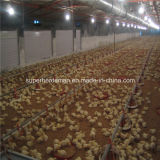 Environment Controlled Chiken House for Broiler