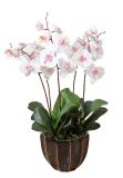 Artificial Flowers of Orchid 85cm Gu-Bj-811-30-5