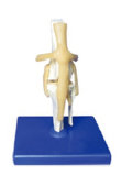Se62078 Knee Joint of Dog Model