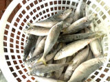 Frozen Fish Jack Mackerel with Fresh Tast and Good Quality