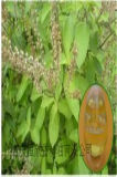 Natural Clove Basil Oil