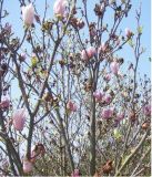 Magnolia & Michelia Seedling & Tree