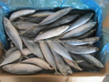 Frozen Pacific Mackerel with Factory Whole Sale Price