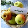 2015 Chinese New Jonagold Red Apple