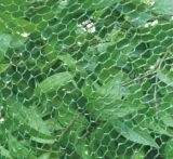 Anti Insect Net (AN-002)