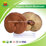 Manufacturer Supplier Organic Reishi Mushroom