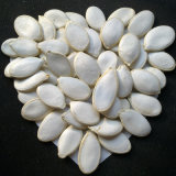 8-10cm High Quality Snow White Pumpkin Seeds