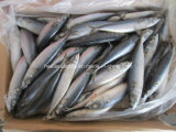 Africa Market Frozen Fish Pacific Mackerel (scomber scombrus)
