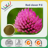 China GMP Factory Nature Red Clover Extract (SW-04)