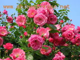 Rose Bushes- 2