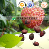 100% Pure Natural Herb Medicine Lychee Seed