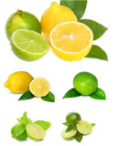 China Fresh Lemon for Promotion