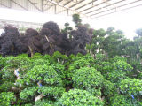 Ficus Microcarpua Bonsai Trees