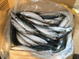 Frozen Pacific Mackerel for Sale (6-8 PCS/CTN)